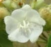 Dombeya kirkii