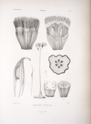 Pandanus leram
