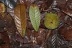 Artocarpus rigidus