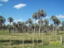 Butia yatay
