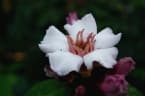 Strophanthus gratus