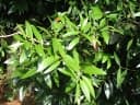 Agathis borneensis