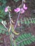 Tephrosia villosa
