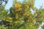 Horsfieldia sucosa