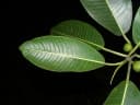 Ficus insipida