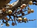 Ficus sycomorus