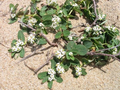 Euphorbia atoto