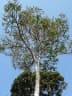 Myrsine melanophloeos