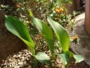 Curcuma aromatica