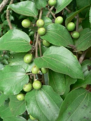 Scutia myrtina