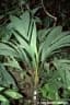 Geonoma cuneata
