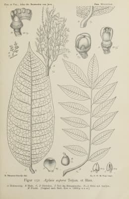 Aglaia aspera