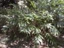 Alpinia caerulea