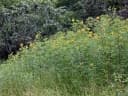 Crotalaria micans