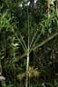 Dypsis oreophila