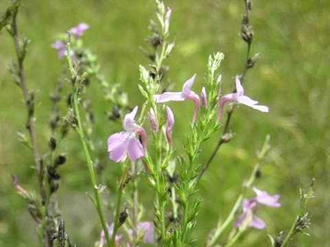 Striga aspera