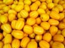 Cucumis melo conomon