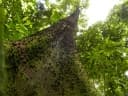 Lacmellea panamensis