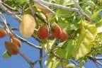 Sterculia ceramica