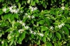 Tabernaemontana pandacaqui
