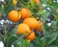 Citrus sinensis