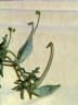 Corallocarpus welwitschii