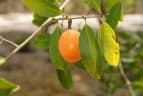 Landolphia dulcis