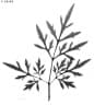 Bidens bipinnata