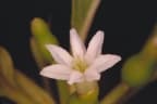 Timonius timon