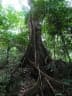 Ficus crassiramea