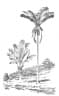 Manicaria saccifera
