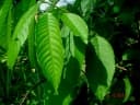 Annona mucosa