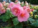 Begonia ×tuberhybrida