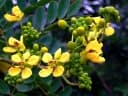 Senna siamea