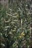 Crotalaria retusa