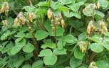 Oxalis tuberosa