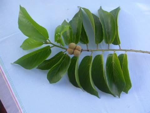 Grewia glandulosa
