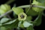 Physalis lagascae