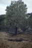 Santalum acuminatum