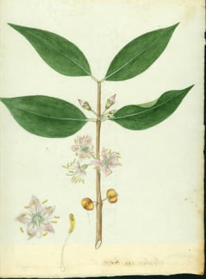 Mouriri domingensis