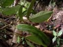 Inga sapindoides