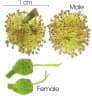 Brosimum alicastrum