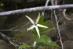 Petchia madagascariensis
