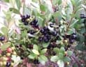 Euclea racemosa