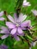 Lactuca inermis