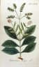 Ophiorrhiza mungos