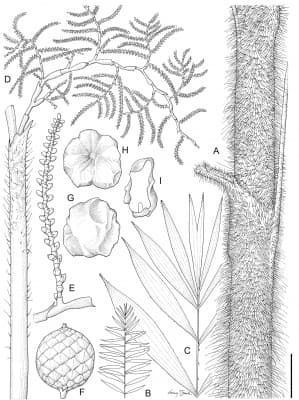 Calamus bulubabi