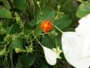 Mussaenda frondosa