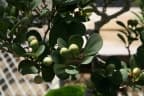 Ficus deltoidea