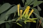 Nicotiana glauca
